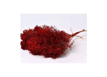 Botte de Broom Bloom séché rouge 50cm - Decofleur