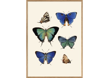 Affiche Papillons 30x40 - Avec cadre - The Dybdahl Co.