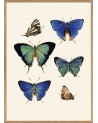 Affiche Papillons 30x40 - Avec cadre - The Dybdahl Co.