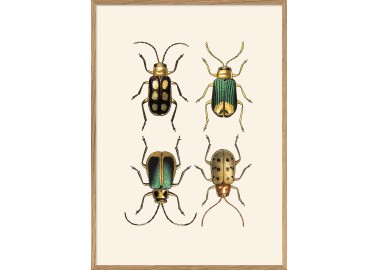Affiche Quatre Insectes 30x40 - Avec cadre - The Dybdahl Co.
