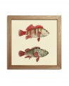 Affiche Deux poissons rouges avec cadre 15x15 - The Dybdahl Co.