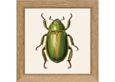 Affiche Insecte vert avec cadre 10x10 - The Dybdahl Co.