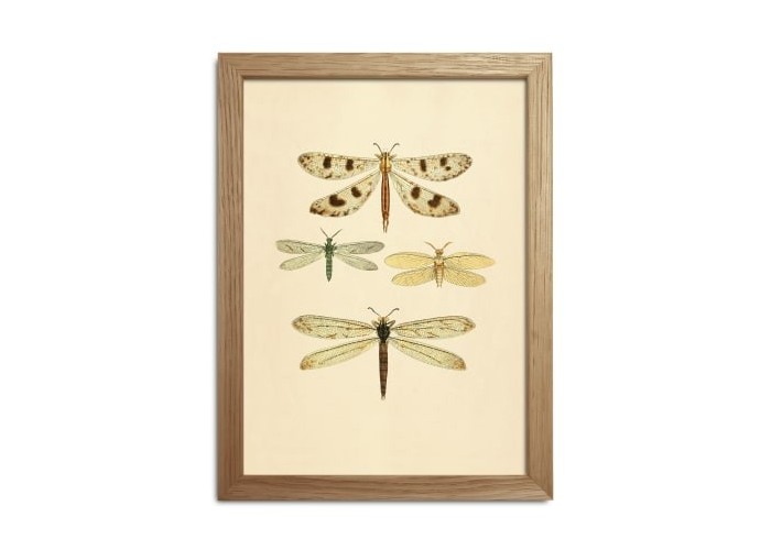 Affiche Insectes avec cadre 15x21 - The Dybdahl Co.