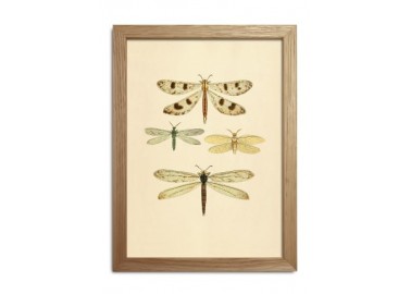 Affiche Insectes avec cadre 15x21 - The Dybdahl Co.