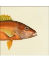 Affiche Demi-poisson orange (tête) - The Dybdahl Co.