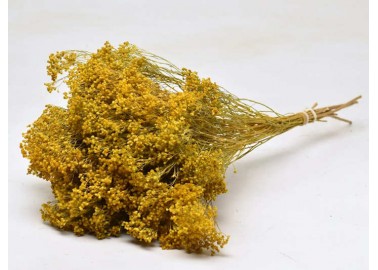 Botte de Broom Bloom séché jaune - Decofleur