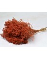 Botte de Broom Bloom séché orange - Decofleur