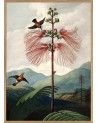 Affiche Tree of flowers avec cadre 30x40 - The Dybdahl Co
