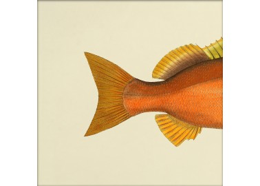Affiche Demi-poisson orange (queue) - The Dybdahl Co