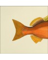Affiche Demi-poisson orange (queue) - The Dybdahl Co