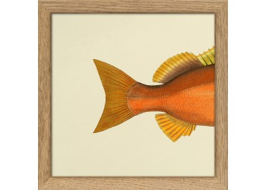 Affiche Demi-poisson orange (queue) avec cadre 15x15 - The Dybdahl Co