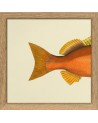 Affiche Demi-poisson orange (queue) avec cadre 15x15 - The Dybdahl Co