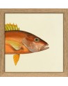 Affiche Demi-poisson orange (tête) avec cadre - The Dybdahl Co