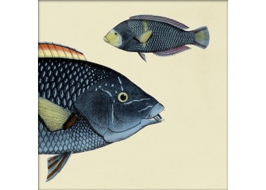 Affiche Demi-poisson bleu marine (tête) 15x15 - The Dybdahl Co