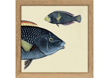 Affiche Demi-poisson bleu marine (tête) avec cadre 15x15 - The Dybdahl Co
