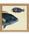 Affiche Demi-poisson bleu marine (tête) avec cadre 15x15 - The Dybdahl Co