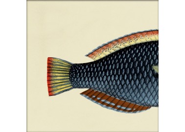 Affiche Demi-poisson bleu marine (queue) 15x15 - The Dybdahl Co