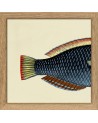Affiche Demi-poisson bleu marine (queue) avec cadre 15x15 - The Dybdahl Co
