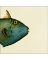 Affiche Demi-poisson vert émeraude (tête) 15x15 - The Dybdahl Co