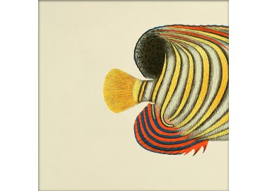 Affiche Demi-poisson jaune (queue) 15x15 - The Dybdahl Co
