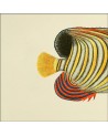 Affiche Demi-poisson jaune (queue) 15x15 - The Dybdahl Co