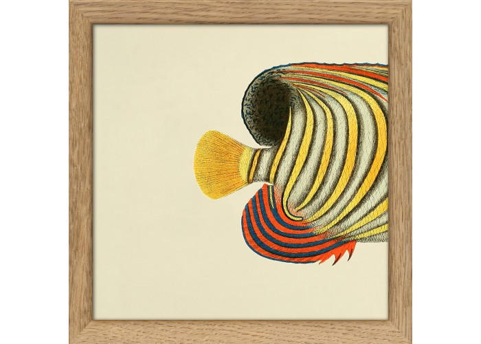 Affiche Demi-poisson jaune (queue) avec cadre 15x15 - The Dybdahl Co