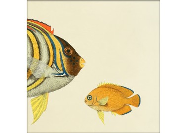 Affiche Demi-poisson jaune (tête) 15x15 - The Dybdahl Co