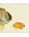 Affiche Demi-poisson jaune (tête) 15x15 - The Dybdahl Co