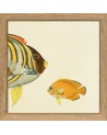 Affiche Demi-poisson jaune (tête) avec cadre 15x15 - The Dybdahl Co
