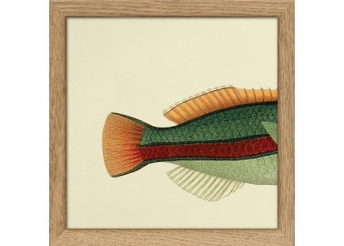 Affiche Demi-poisson vert clair (queue) avec cadre 15x15 - The Dybdahl Co