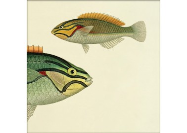 Affiche Demi-poisson vert clair (tête) 15x15 - The Dybdahl Co