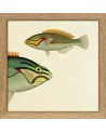 Affiche Demi-poisson vert clair (tête) avec cadre 15x15 - The Dybdahl Co