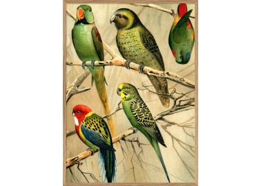 Affiche Perroquets verts avec cadre 30x40 - The Dybdahl Co