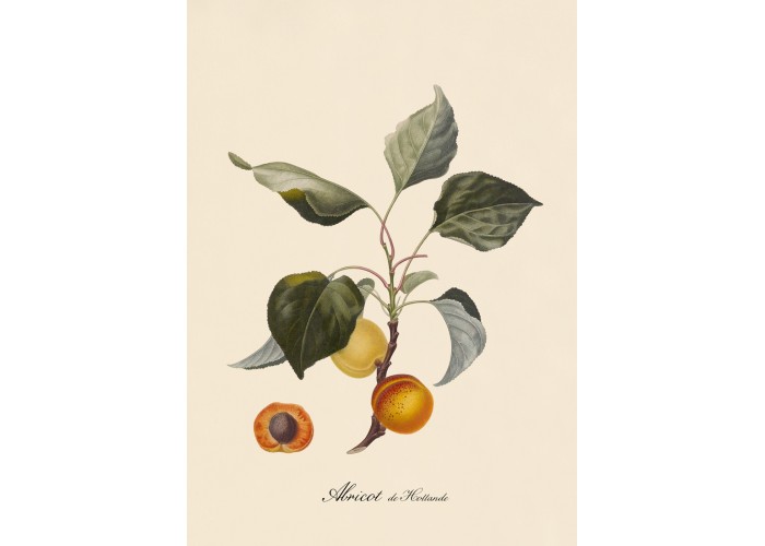 Affiche Abricot 30x40 - The Dybdahl Co