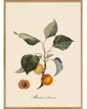 Affiche Abricot avec cadre 30x40 - The Dybdahl Co