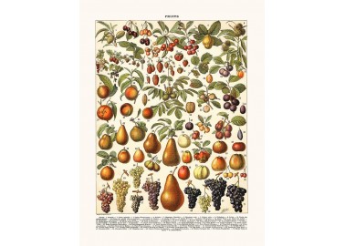 Affiche Fruits - Salam Editions