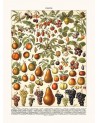Affiche Fruits - Salam Editions