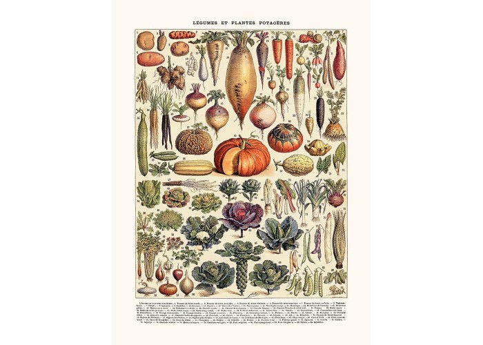 Affiche Légumes - Salam Editions
