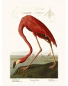 Affiche American Flamingo - Salam Editions