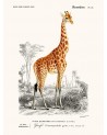 Affiche Girafe - Salam Editions