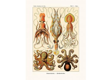 Affiche Octopus - Salam Editions