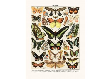 Affiche Papillons Exotiques - Salam Editions