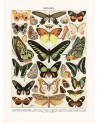 Affiche Papillons Exotiques - Salam Editions