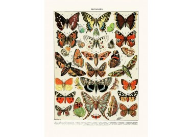Affiche Papillons d'Europe - Salam Editions