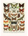 Affiche Papillons d'Europe - Salam Editions