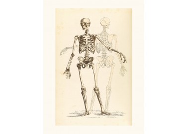 Affiche Etude de squelette - Salam Editions