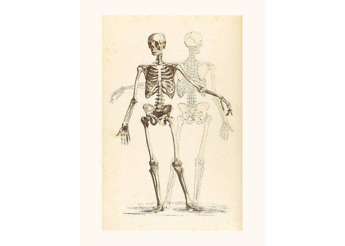Affiche Etude de squelette - Salam Editions
