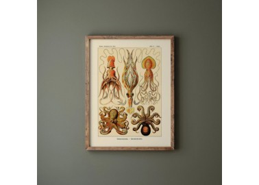 Affiche Octopus - Mur - Salam Editions