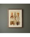Affiche Octopus - Mur - Salam Editions