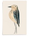 Affiche Oiseau n°8 - Valentine Hébert